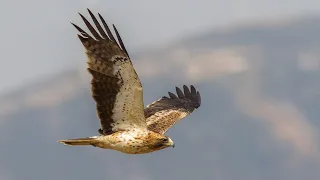 One year of birding in the Strait of Gibraltar, greatest moments.