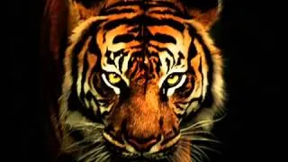 Survivor "Eye Of The Tiger" Глаз тигра. Рокки