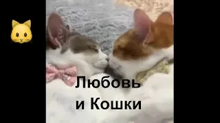 Любовь и Кошки. Отношения. Интересная подборка ко дню влюбленных