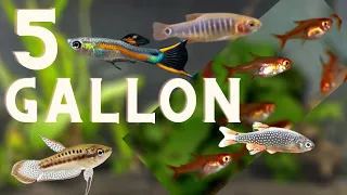 Top 5 Fish For A 5 Gallon