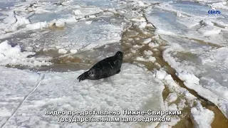 Ладожская нерпа - редкий подвид млекопитающих, обитающий у заповедных берегов Ладоги