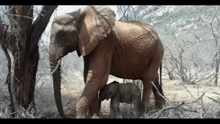 Мама-слониха привела новорожденного слоненка к людям, которые спасли ей жизнь