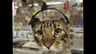 Кот в наушниках (HD)