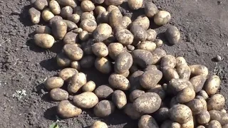 Практические советы по выращиванию картофеля