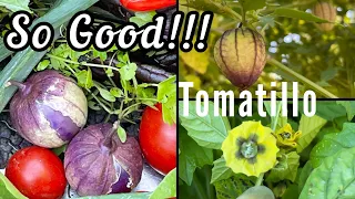 Awesome Green/Purple Tomatillos Grow Like Tomatoes, Harvest Freeze Salsa Pickles CONTAINER Gardening