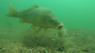 Analyse de CARPE sous l'eau - Underwater CarpFishing observation [Fr]