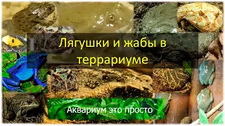 Лягушки и жабы в террариуме.