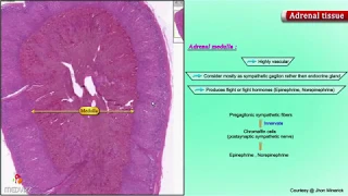 Histology of Adrenal gland - Shotgun Histology