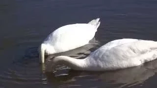 The life of two swans in Kaliningrad, Russia