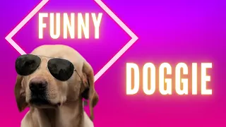 Trust me on this, You'll LAUGH at the FUNNIEST DOGS of 2021 - FUNNY DOG Videos #shorts