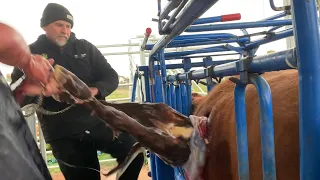 Cow Caesarean - Delivering a Calf Through the Sun Roof