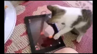 Котенок на планшете ! Приколы! смешные коты смешные животные! / fun! funny animals! funny cats