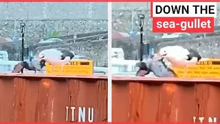 Seagull swallows an entire pigeon | SWNS TV