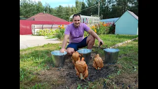 Как весело использовать ведра) Курица под ведром.