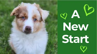 Bringing home my new Australian Shepherd puppy! 8 weeks old.