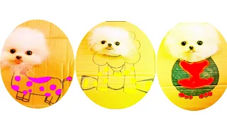 Tik Tok Chó Phốc Sóc Mini 😍 Funny and Cute Pomeranian 109 白色比熊   @Cute Mini
