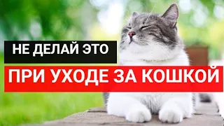 14 вещей, которые нельзя делать при уходе за кошкой.