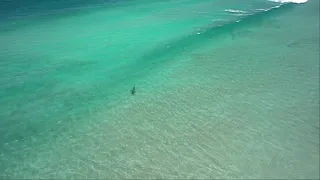 Bronze Whaler Shark cruising in the surf zone at Buffalo Bay