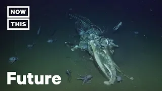 Scientists Freak Over Swarm of Octopuses Eating Dead Whale | NowThis