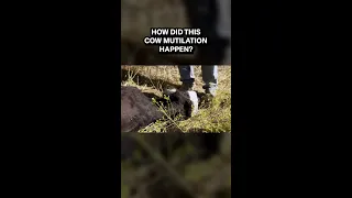 How Did This Cow Mutilation Happen?!