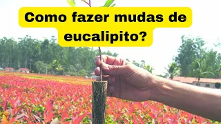 Técnica de fazer mudas de eucalipto via semente.