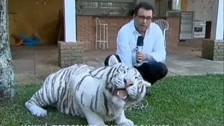 Amor à primeira vista: Geraldo Luís fica cara a cara com tigre branco