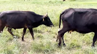 WoW Bull And Cow Romance 😍 | Village Animals|