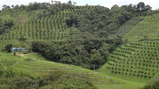 Cultivo de Guayaba Pera - TvAgro por Juan Gonzalo Angel