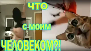 Смеялся пол часа! Коты и хозяева!