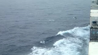 Wild dolphins at the Bay of Biscay