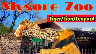 lion in mysore zoo | Mysore Zoo Full Tour | Sri Chamarajendra Zoological Gardens | Karnataka zoo