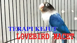 TERAPI KEJUT LOVEBIRD MACET, FIGHTER DAN NGEKEKNYA BIKIN LOVEBIRD BISU KEMBALI BERKICAU