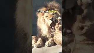 Father lion is shocked to see his cub!  #WildlifeWonder #FamilyFirst #lionlover