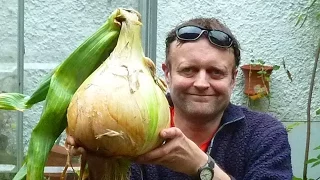 Allotment Diary : Growing a 10 Pound Onion from start to finish.