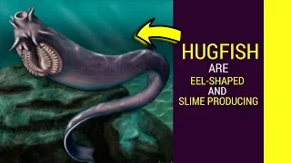 Hagfish facts for kids facts about this amazing animal