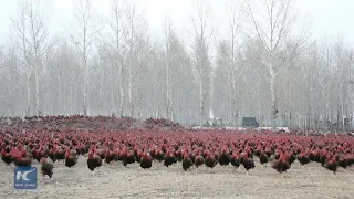 Chinese Farmer who rears 70,000 chicken