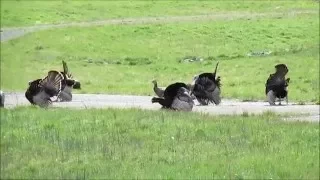 Wild Turkey mating