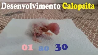 Crescimento da Calopsita - Desenvolvimento - de 01 dia à 30 dias de Vida