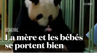 Huan Huan, la femelle panda du zoo de Beauval, donne naissance à deux bébés