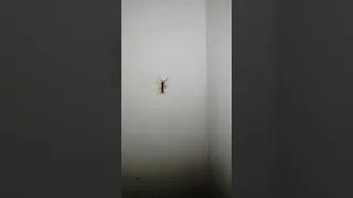 Страшное насекомое Мухоловка