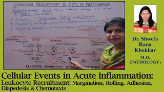 Cellular Events in Acute Inflammation: Margination, Rolling, Adhesion, Diapedesis & Chemotaxis