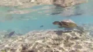 Snorkeling in Hawaii GoPro Hero 3