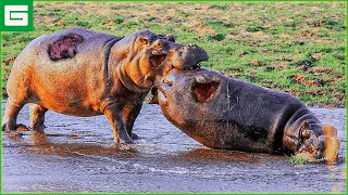 30 Moments Hippos Compete For Dominion And Territory, What Happens Next? | Animals Fight