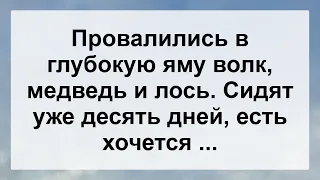 Волк, Медведь и Лось в яме ...! Анекдот дня для настроения! Юмор! Смех! Позитив!