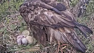 Kaljukotkas2::Golden Eagle~🥳🐥  Welcome to the world little eaglet #1~3:24 pm 2024/05/06