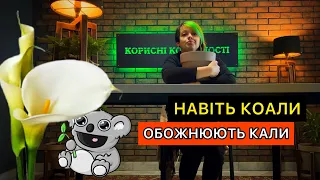 Посадка кали в горщик. Вирощування з цибулини.