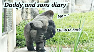 Gorilla daddy D'jeeco stopped his son to climb to his back.／ 金剛猩猩爸爸迪亞哥阻止兒子Jabali爬到他背上