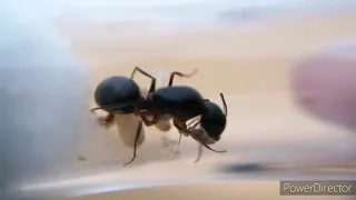 Que HACER cuando NUESTRA REINA tiene su PRIMERA HORMIGA🐜