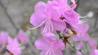 Nice spring flower azalea Hokkaido japan