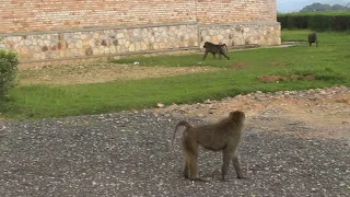 A young Baboon mating with the older one. Wildlife at IPRC KITABI.